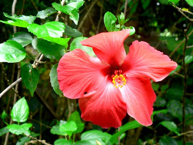 123- Hibiscus 